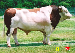 Enrico