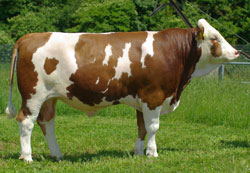 Hartmut
