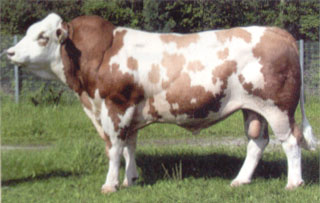 Harvester