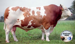 Hummel