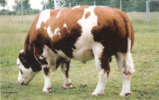 Rainer