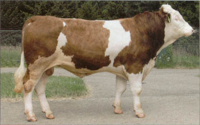 Roch