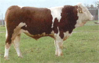 Roibos