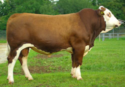 Steinmarder