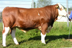 Wahnfried