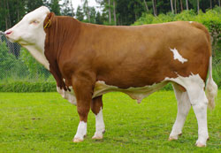 Walross