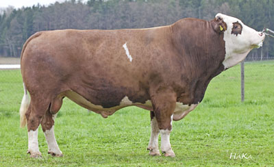 Wilhelm