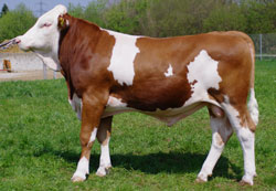 Zenetti
